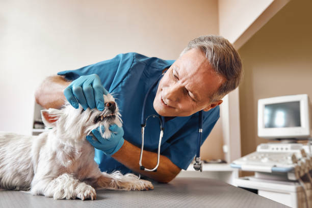 Best Emergency X-Rays and Diagnostics in North Muskegon, MI